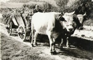 samsun öndül yarışları